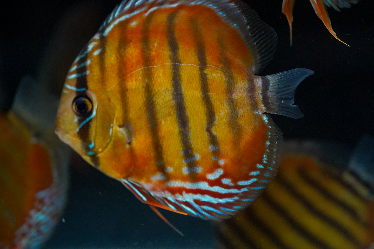 Red Solid Barra Mansa 5