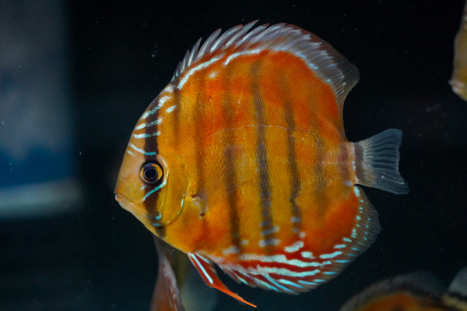 Red Solid Barra Mansa 6