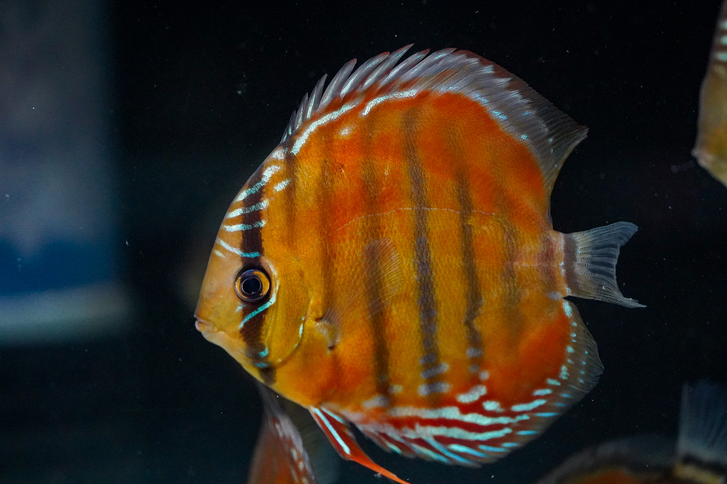 Red Solid Barra Mansa 4