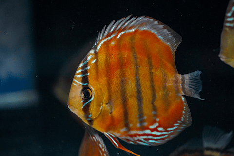 Red Solid Barra Mansa