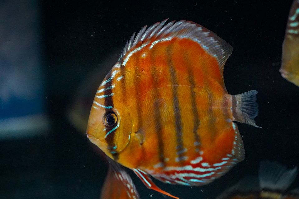 Red Solid Barra Mansa 2