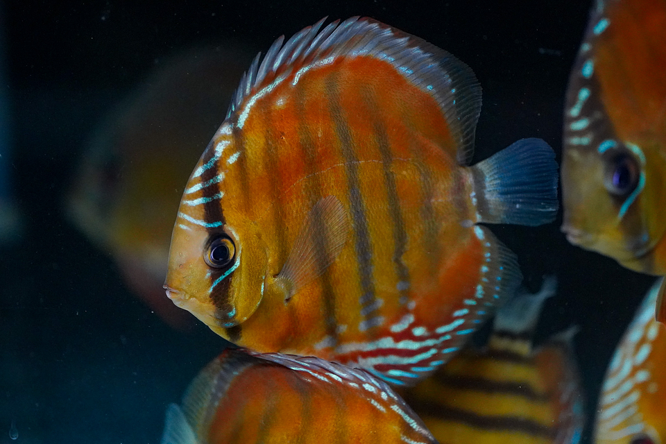 Red Solid Barra Mansa 1