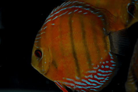 Red Solid Barra Mansa