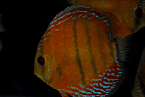 Red Solid Barra Mansa