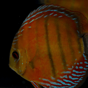 Red Solid Barra Mansa