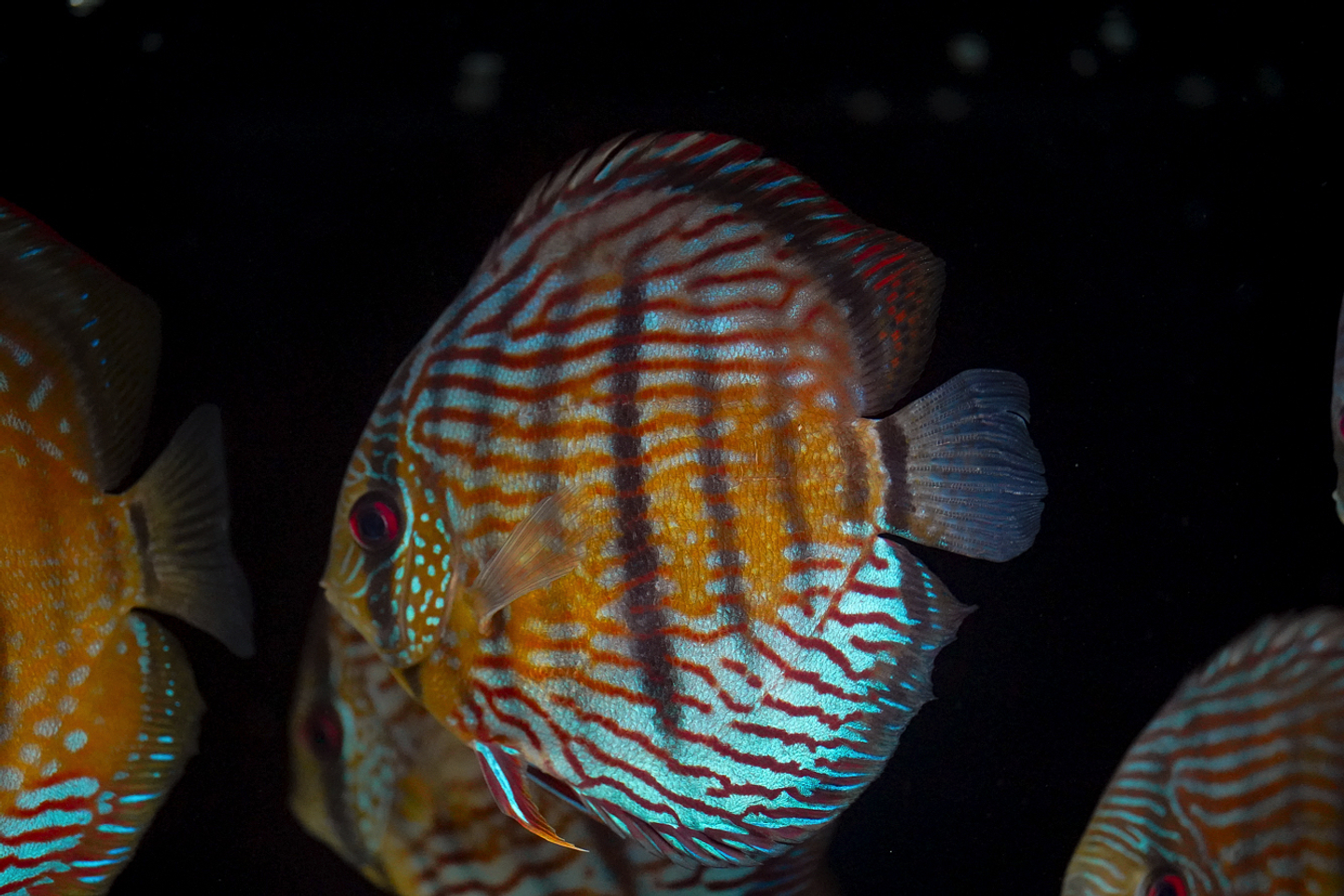 Especial Royal Golden 1