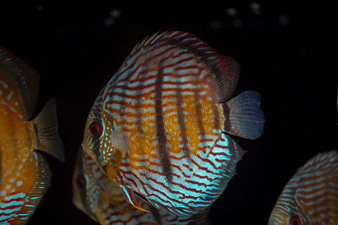 Especial Royal Golden