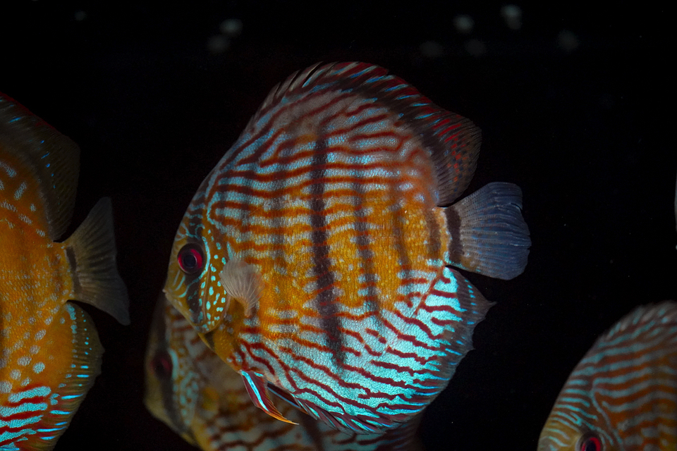 Especial Royal Golden 2