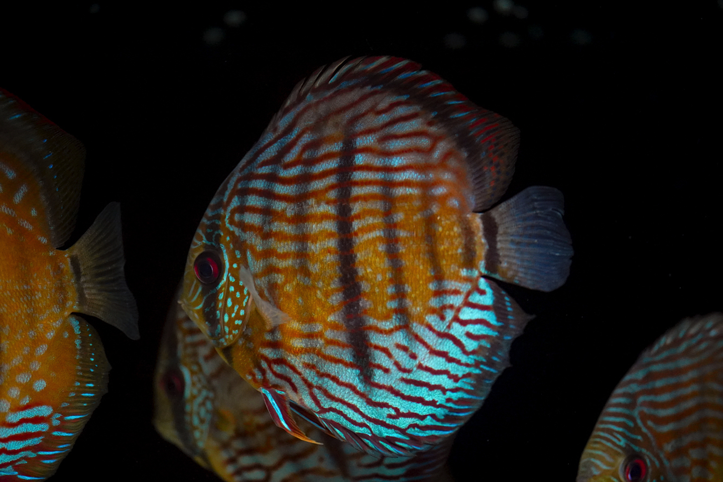 Especial Royal Golden 3