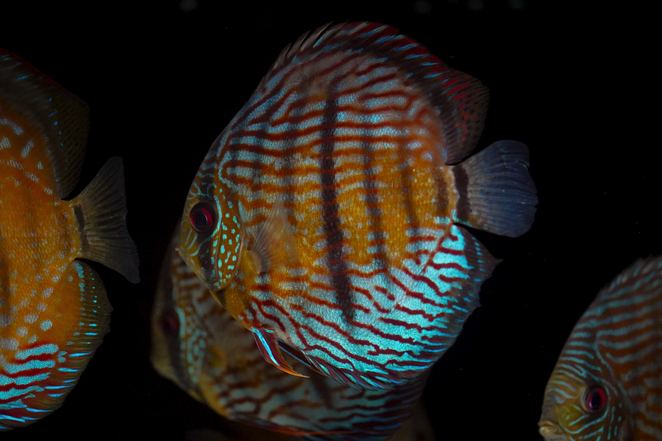 Especial Royal Golden 4