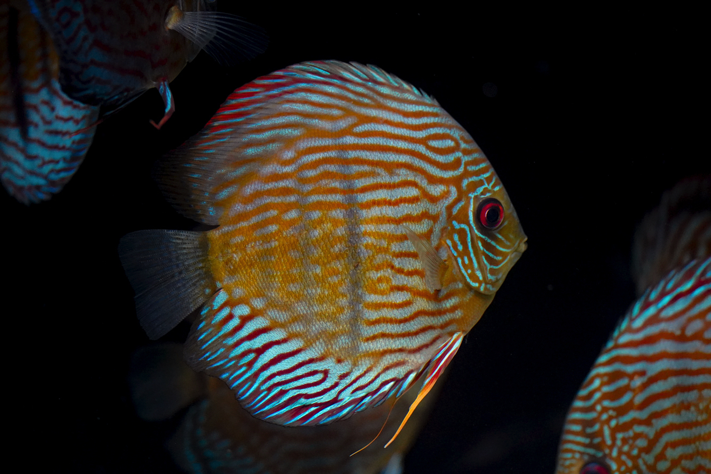 Especial Royal Golden 3