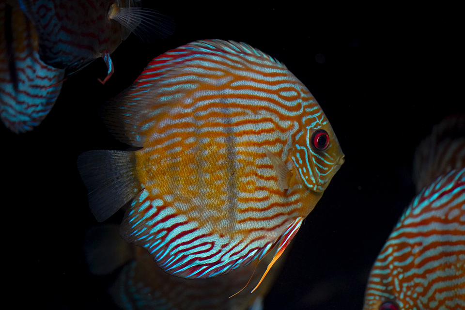 Especial Royal Golden 3