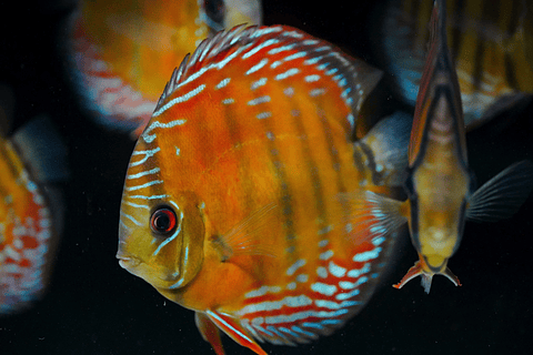 Semi Royal Barra Mansa