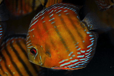 Semi Royal Barra Mansa