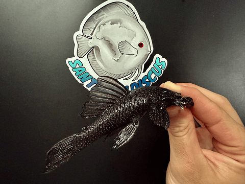 L183 Starlight Bristlenose - Ancistrus dolichopterus 10-14 cm