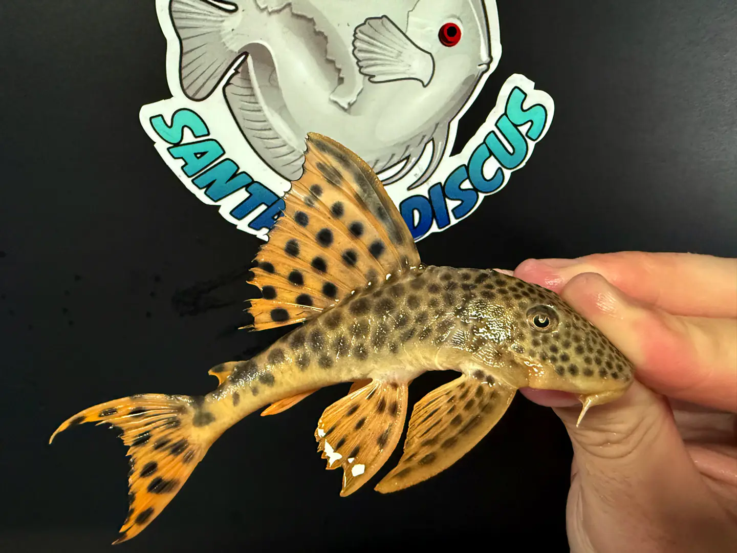 Leopard Pleco - Peckoltia sabaji  - L075   10-15cm 1