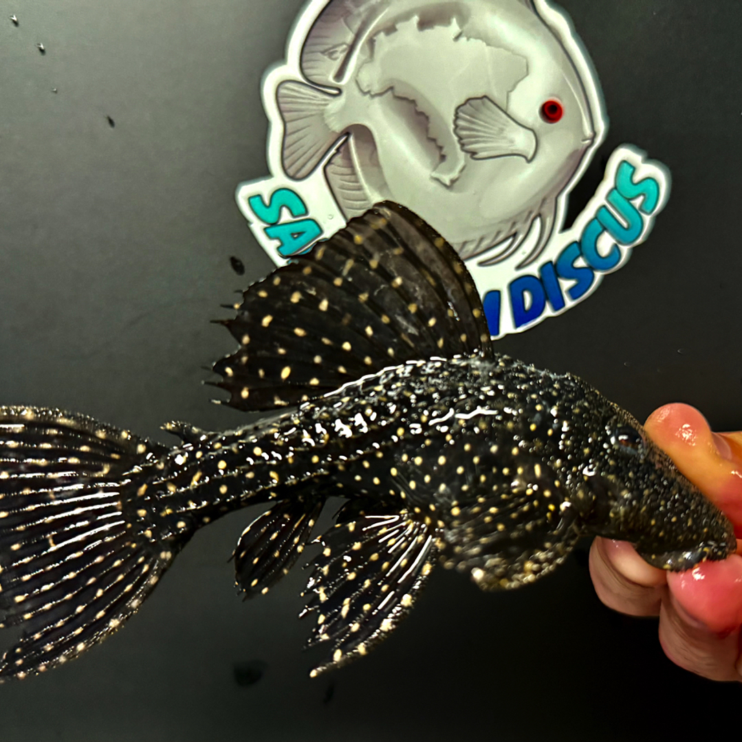 Pseudacanthicus sp, L097 - Cactus Pleco 08-13 cm 1