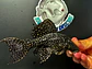 Pseudacanthicus sp, L097 - Cactus Pleco 8-12 cm - Miniatura 5