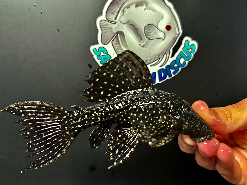 Pseudacanthicus sp, L097 - Cactus Pleco 14- 20 cm 1