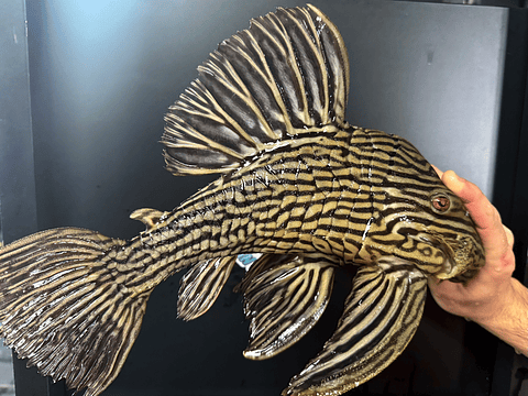  Panaque armbrusteri - L027 -  Tapajós Royal Pleco 38-42 cm