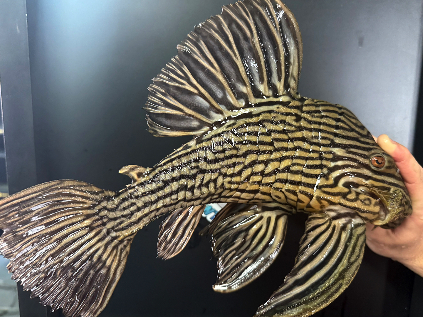  Panaque armbrusteri - L027 -  Tapajós Royal Pleco 38-42 cm 2