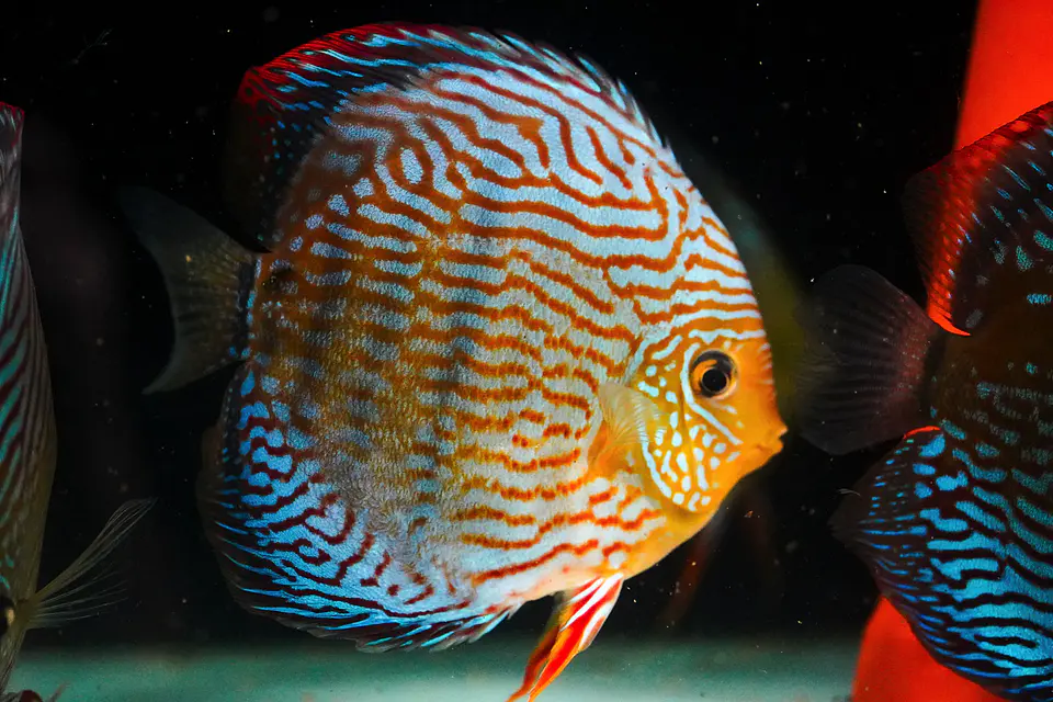 Golden Royal. Giant 4