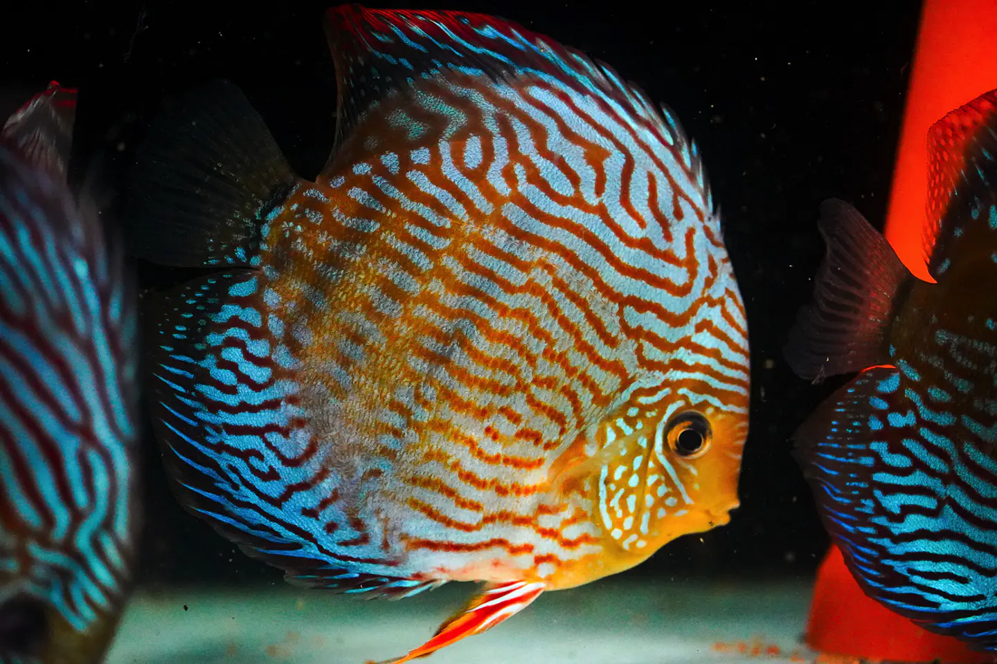 Golden Royal. Giant 5