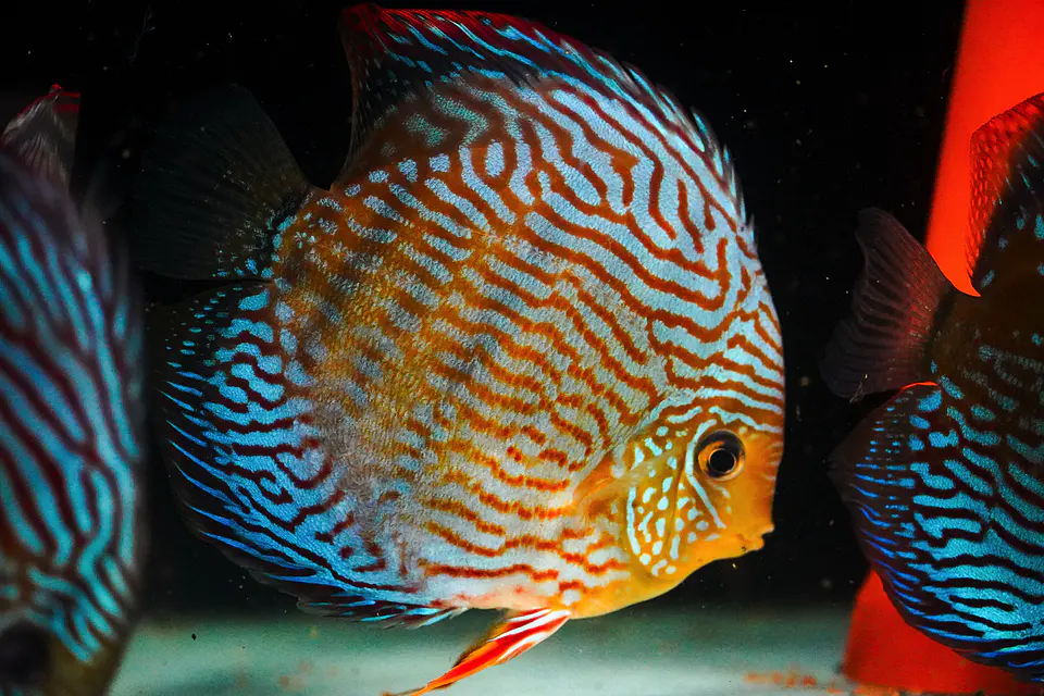 Golden Royal. Giant 5