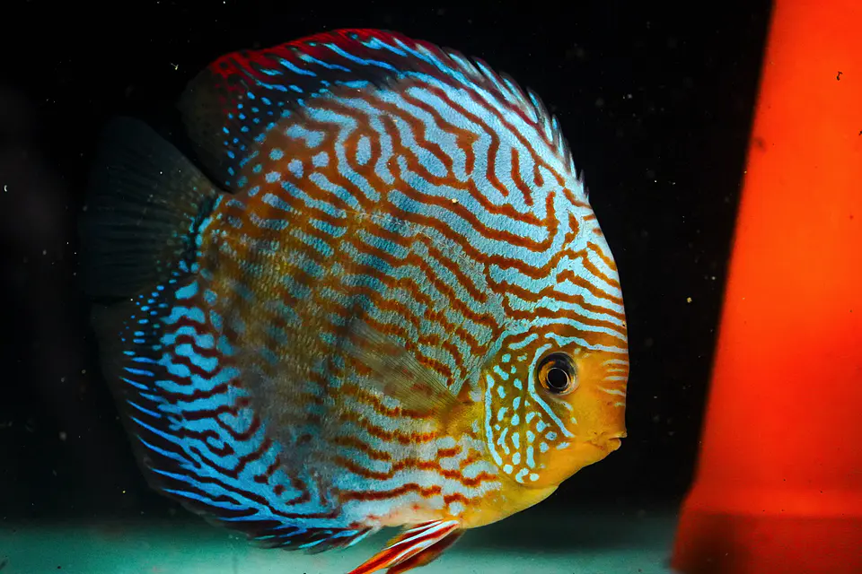 Golden Royal. Giant 6