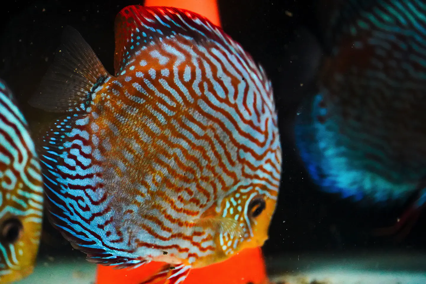 Golden Royal. Giant 3