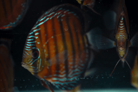 Semi Royal Barra Mansa