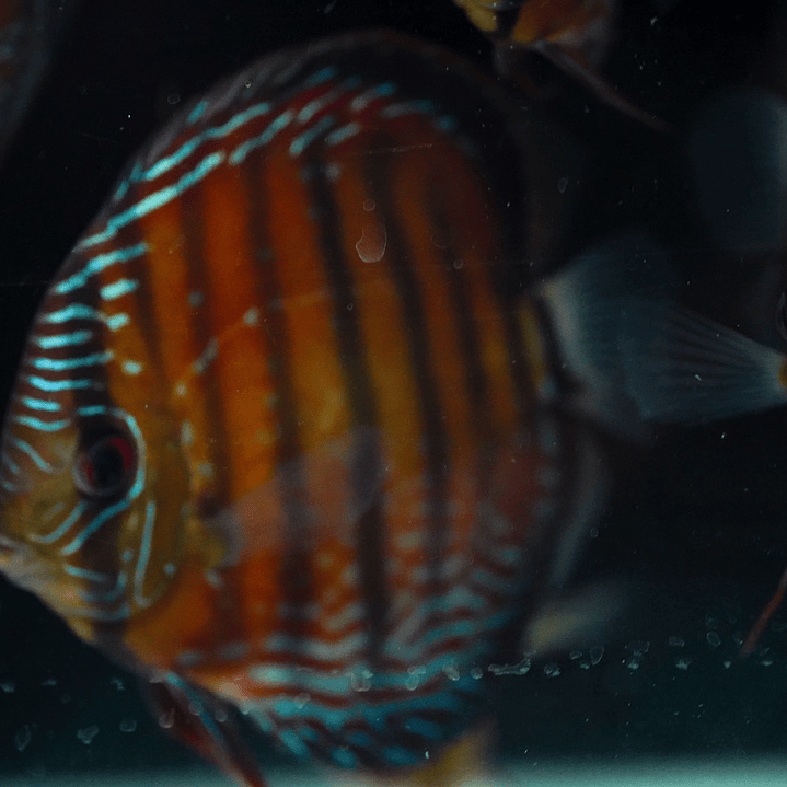 Semi Royal Barra Mansa 1