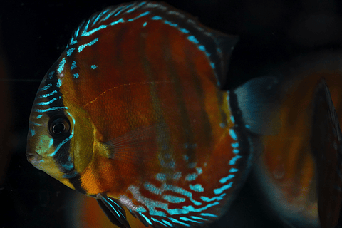 Red Solid Barra Mansa