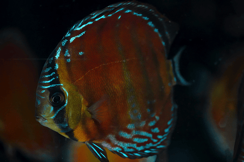 Red Solid Barra Mansa