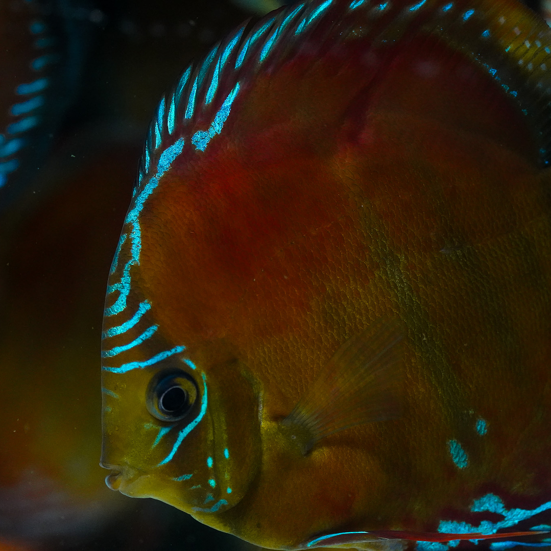 Red Solid Barra Mansa 3