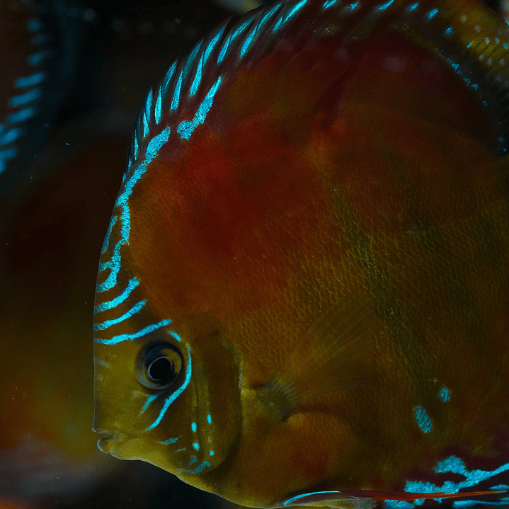 Red Solid Barra Mansa 3