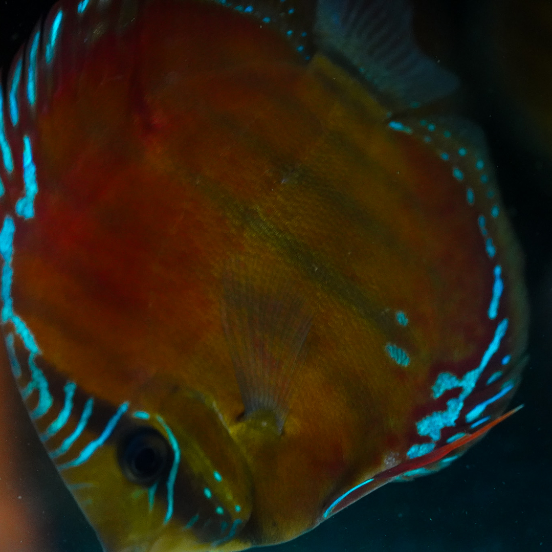 Red Solid Barra Mansa 6