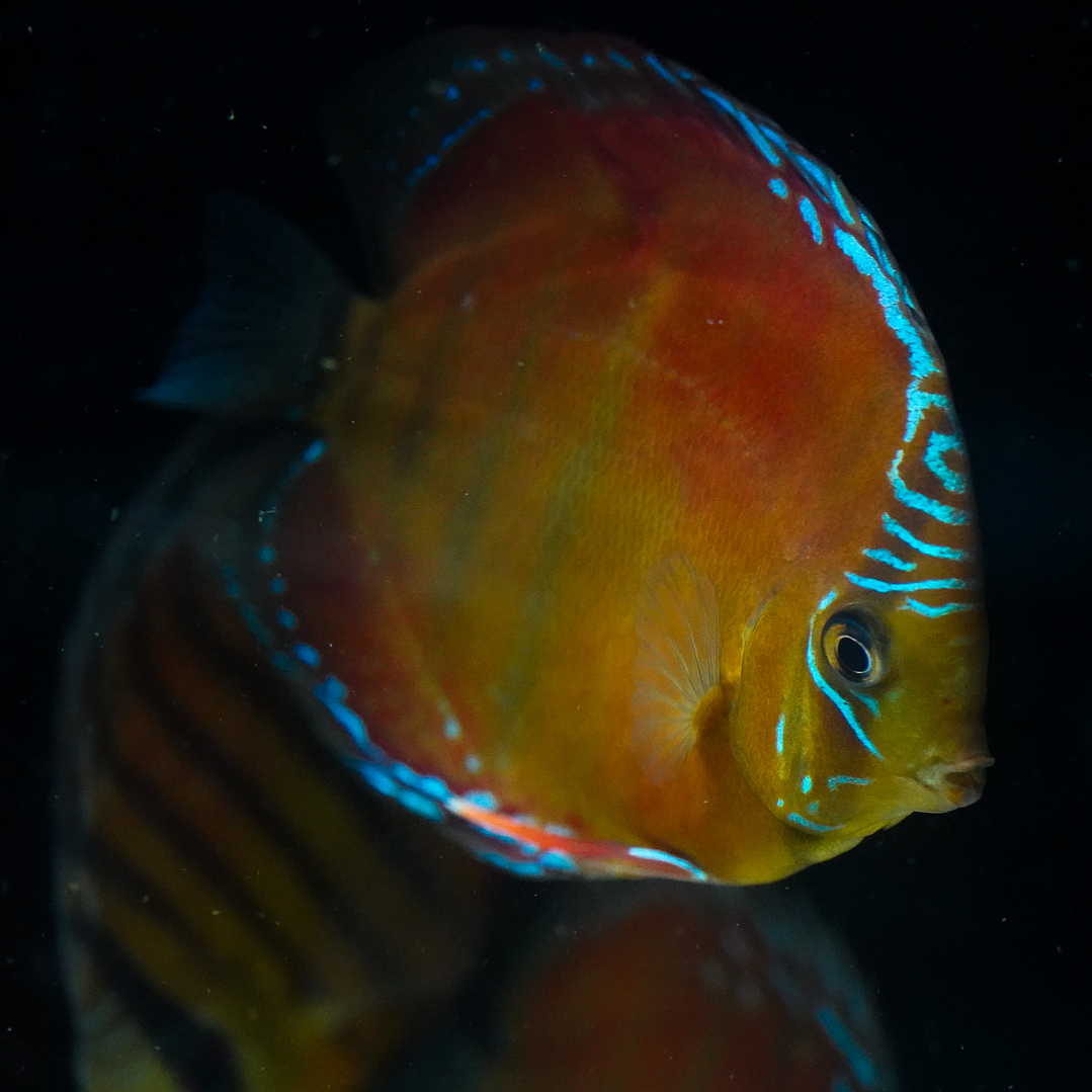 Red Solid Barra Mansa 8