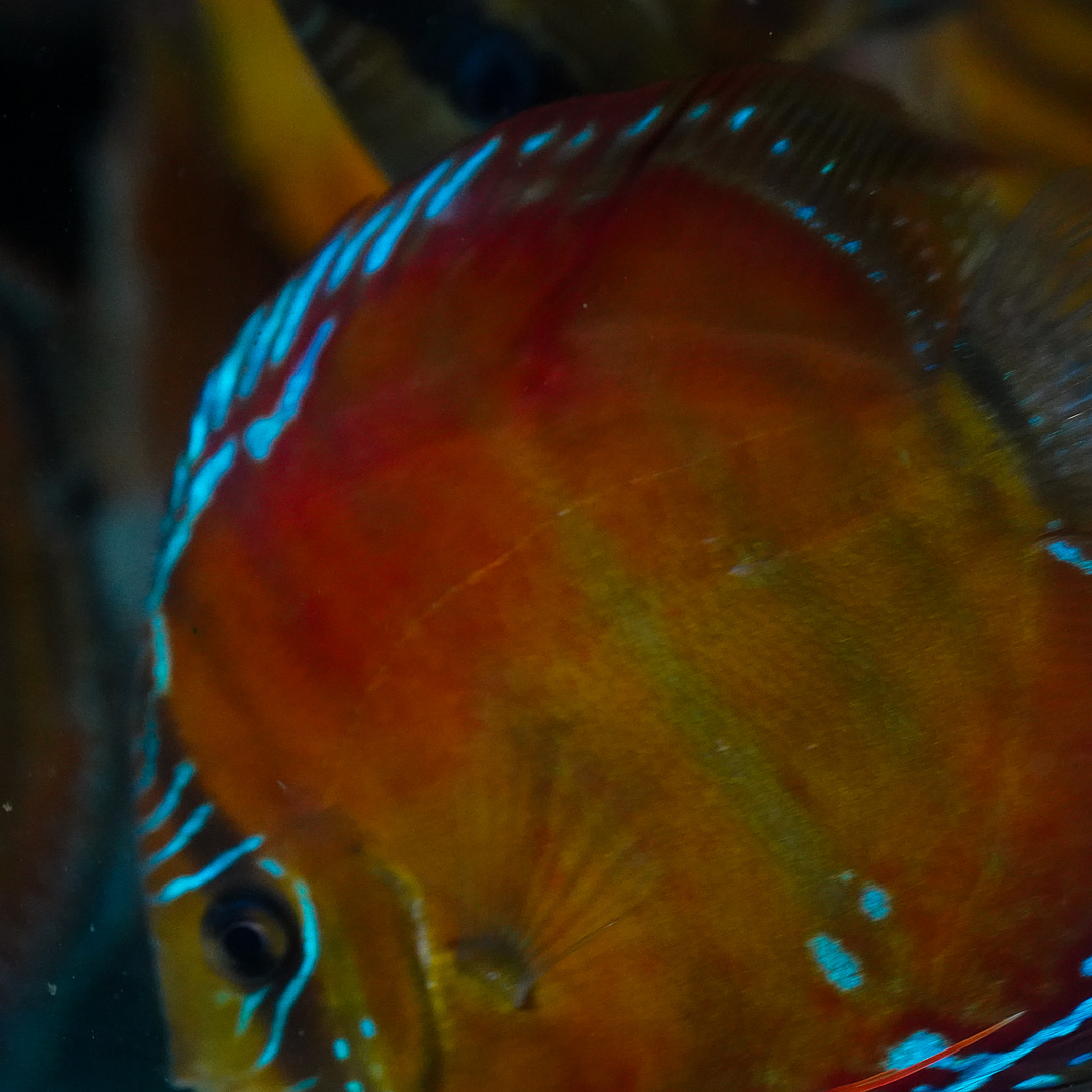 Red Solid Barra Mansa 5