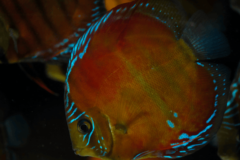 Red Solid Barra Mansa