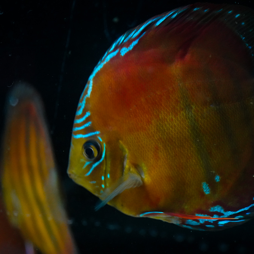 Red Solid Barra Mansa 9