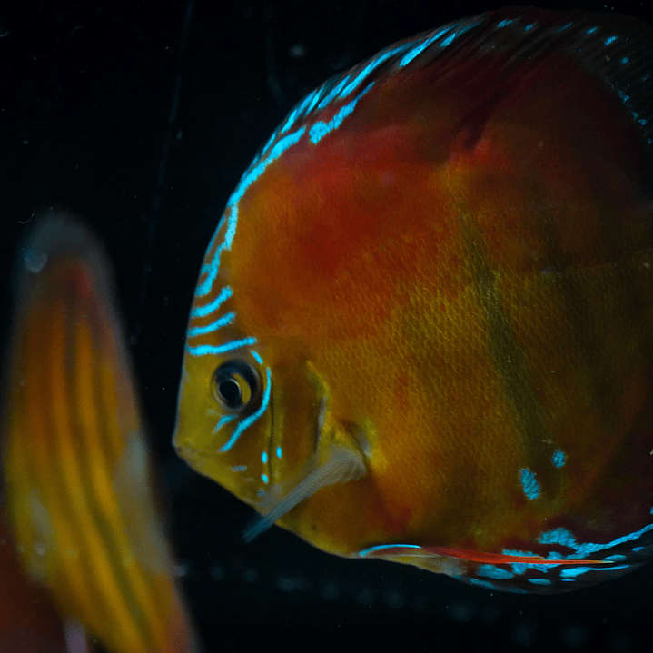 Red Solid Barra Mansa 9