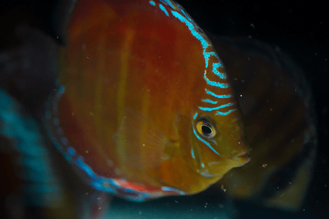 Red Solid Barra Mansa