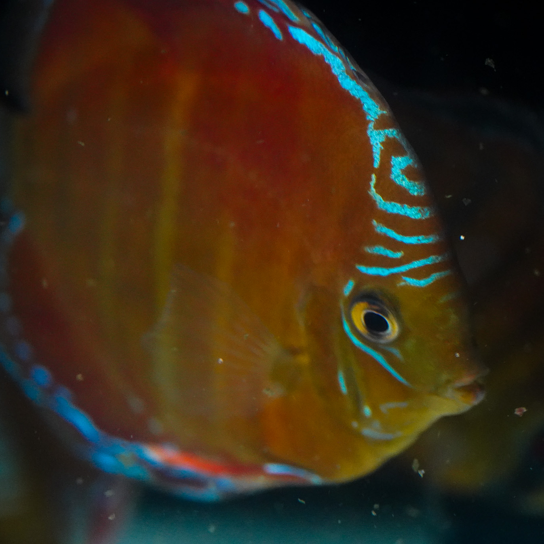 Red Solid Barra Mansa 2