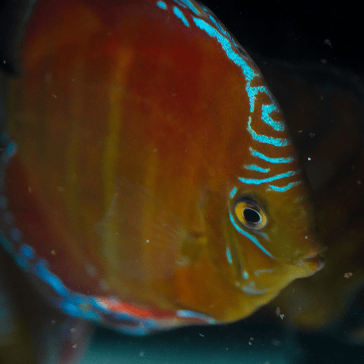 Red Solid Barra Mansa 2