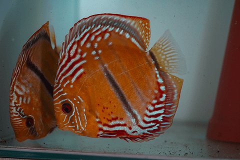 CASAL DE ICA BAR GOLDEN