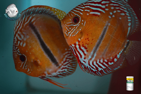 CASAL DE ICA BAR GOLDEN