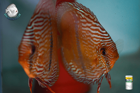 CASAL DE ROYAL ICA GOLDEN