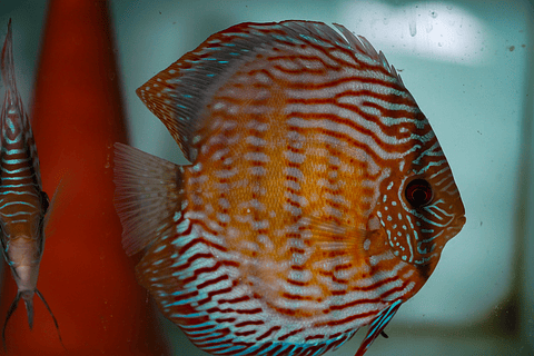 CASAL DE ROYAL BATATA