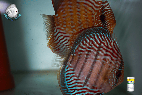 CASAL DE ROYAL BATATA